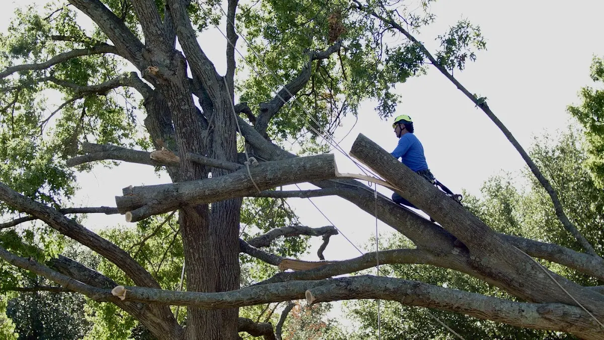Professional Crown Thinning performed by certified arborists in Cedar Lane
