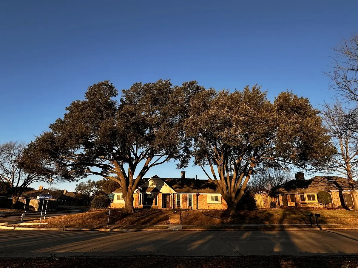 Established residential canopy tree shading a home in Cedar Lane